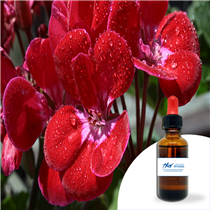 Huile essentielle Géranium 30ml