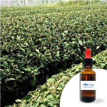 Huile essentielle Niaouli