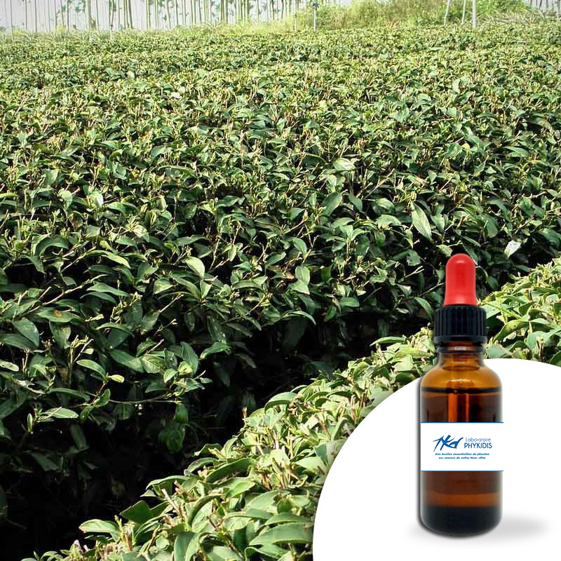 Huile essentielle Niaouli