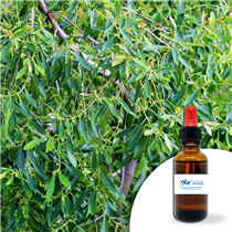 Huile essentielle Cajeput 30ml