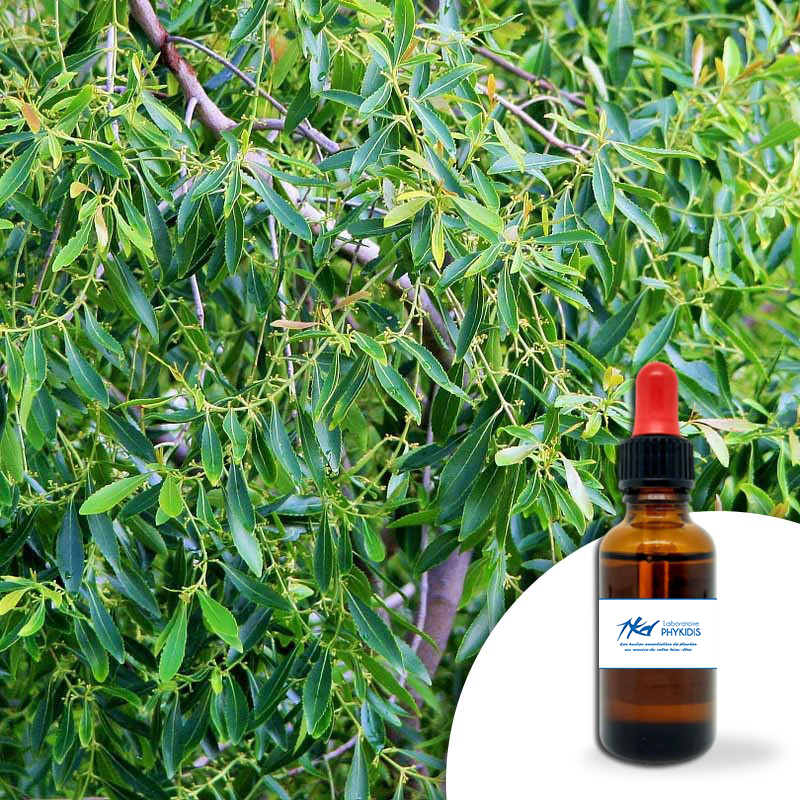 Huile essentielle Cajeput 30ml