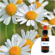 Huile essentielle Camomille Maroc 30ml