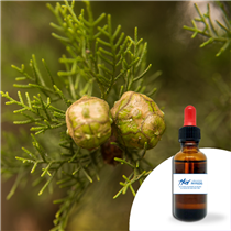 Huile esssentielle Cyprès 30ml
