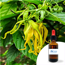 Huile essentielle Ylang ylang