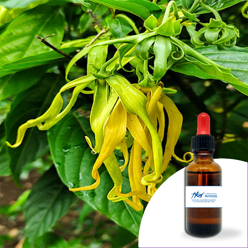 Huile essentielle Ylang ylang