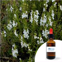 Huile essentielle Sarriette