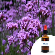 Huile essentielle Verveine