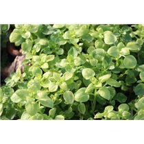 Huile essentielle Origan