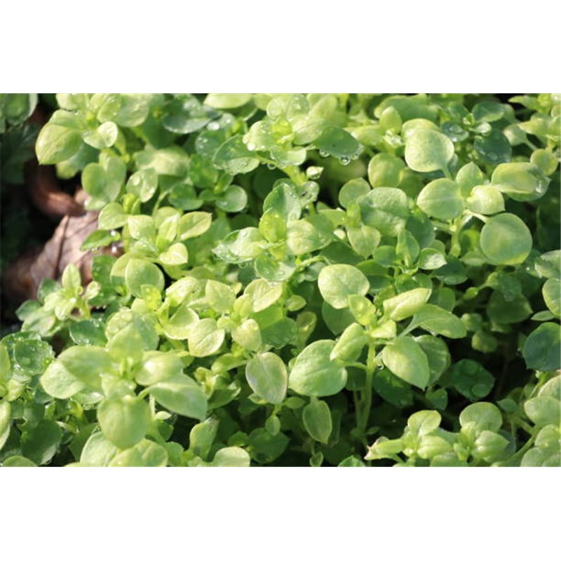 Huile essentielle Origan